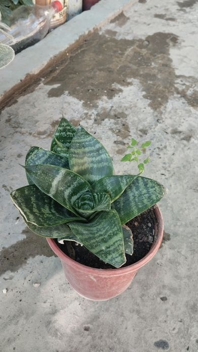 Xxona gullari tayyor tuvakkga utqazilgan