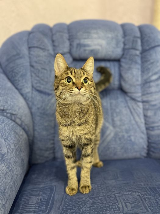 Отдам кошку в добрые руки