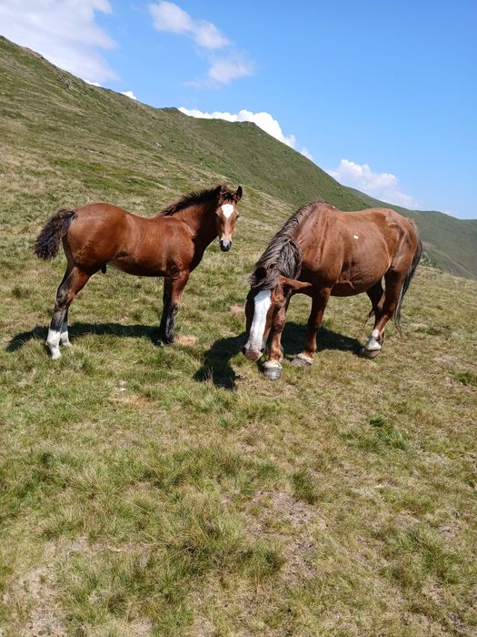 Manz  de vânzare...sau schimb pe vitel