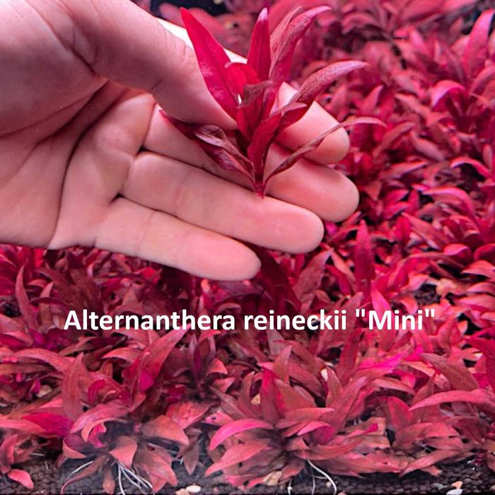 Plante acvariu , Creveți Red Sakura cu livrare oriunde in tara, Acvarist cu experienta