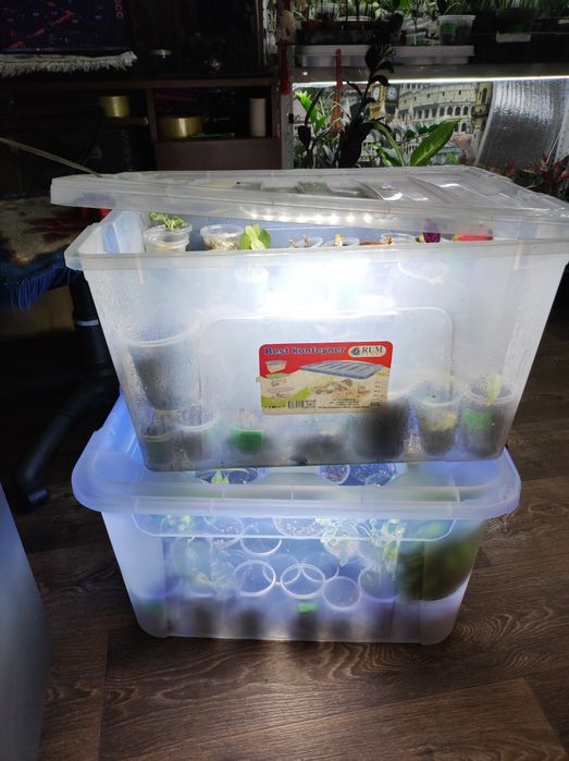 Парник-тепличка для растений