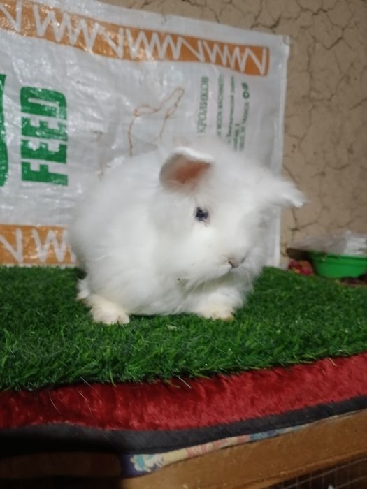 Quyonla sotiladi kimga qiziq bosa aloqaga ciqila.