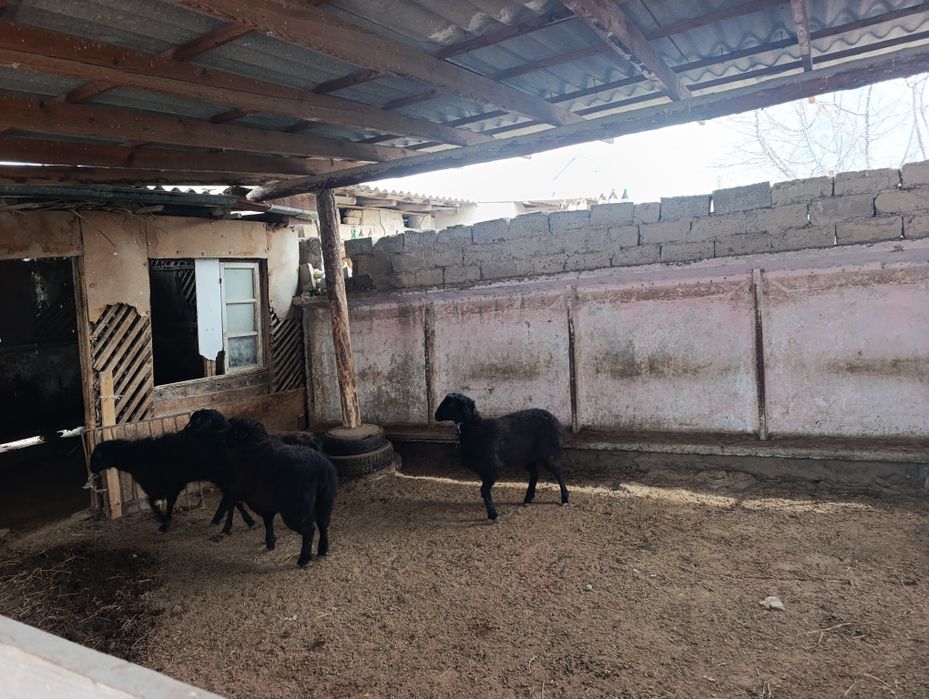 Семіз тоқтылар сатылады