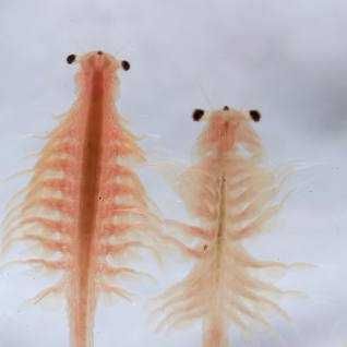 Яйца артемии 1000 грам.Привазной из Велекобритании.В вакумных покетах