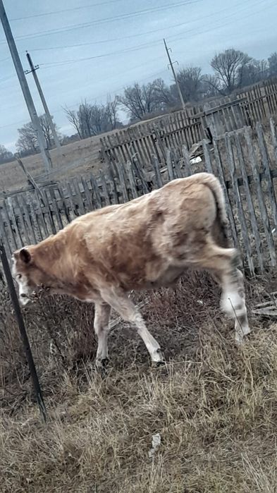 Продам бычков симентал 1 год