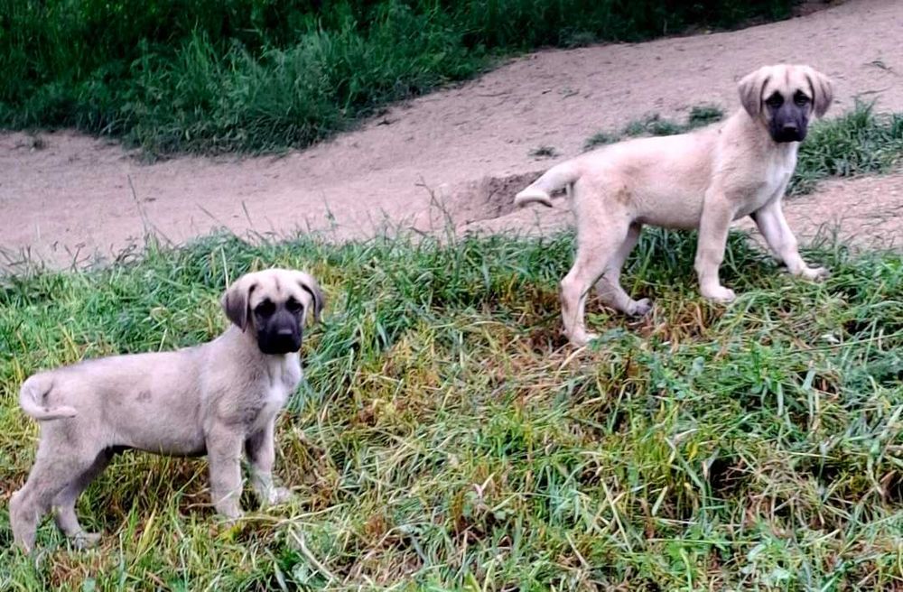 Vând cățel Kangal Turcesc