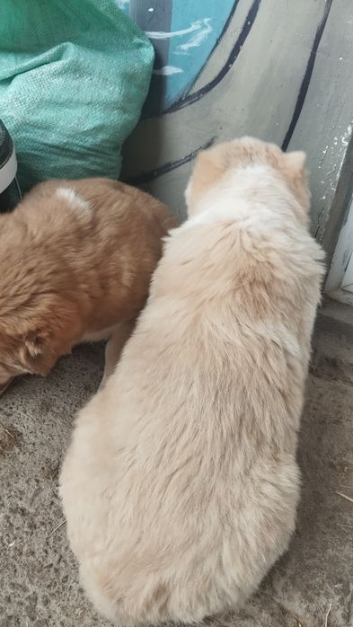 Alabay  bolasi  sotiladi  garantiya erke zoti toza qon