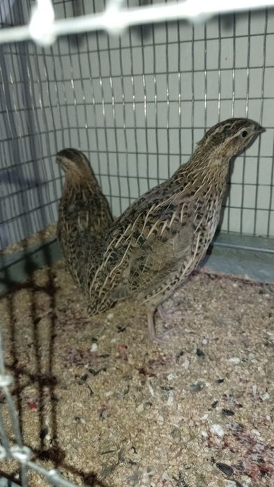 Италияа хуроз ва мокийон сотилади