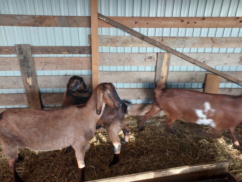 Vând 3 capre anglonubiane