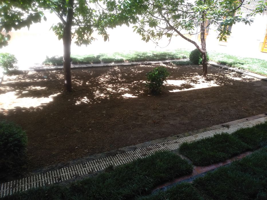 Gazon ekamiz, tayyor rulonli gazonimiz ham bor