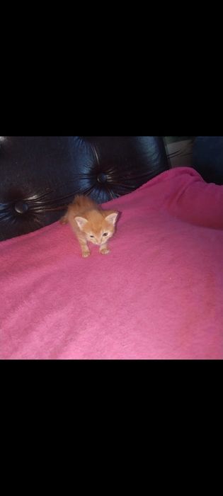 Котенок в хорошие руки девочка