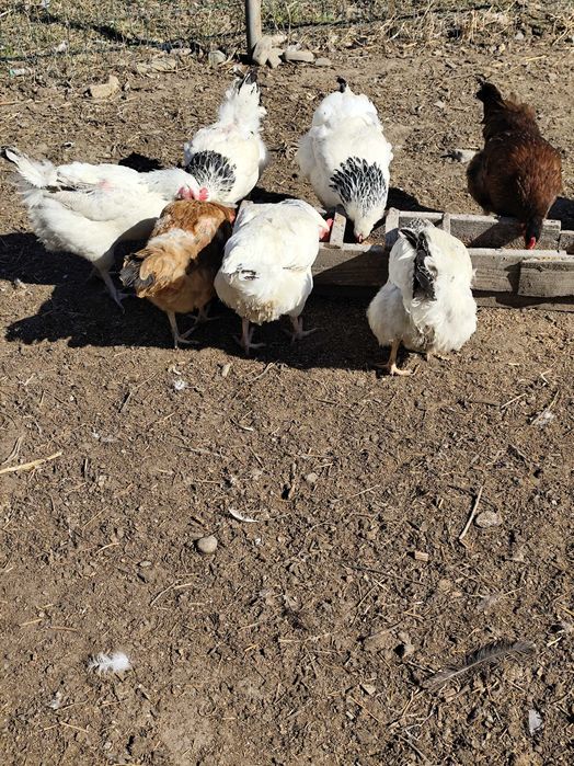 Oua incubat disponibile