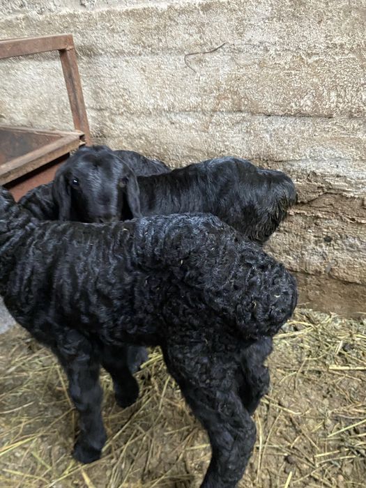 Козылар сатылады