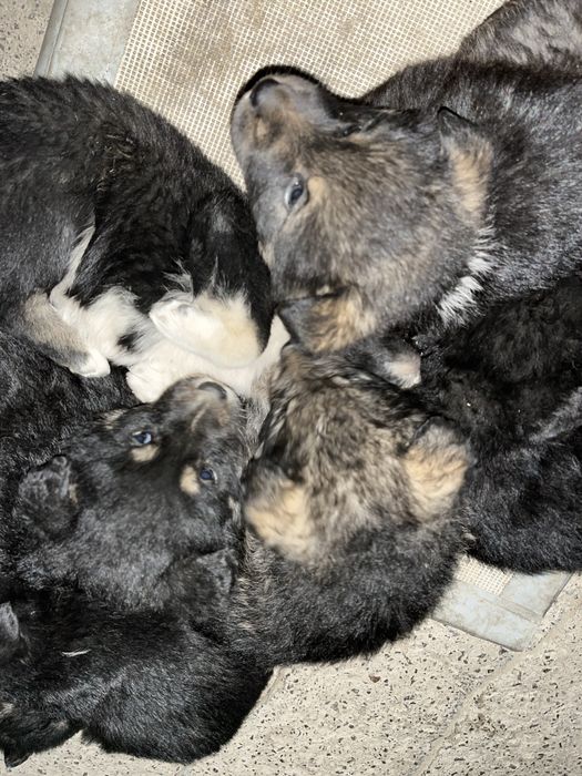 Оттдам щенков в хорошие руки город Алматы