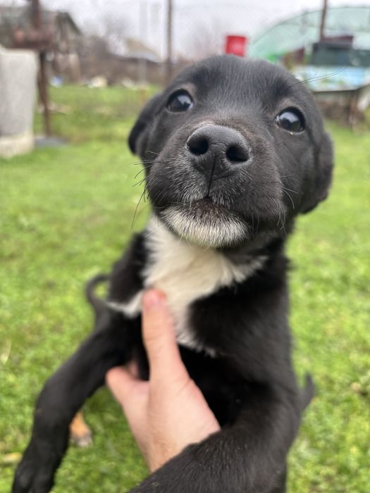 Cateluse spre adoptie