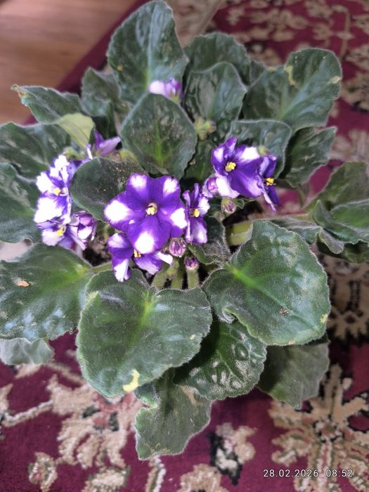 Продам комнатные цветы