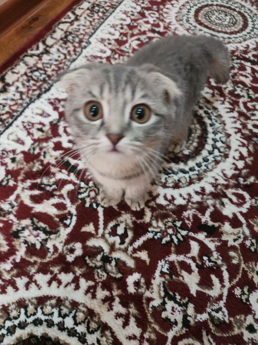 Mushuk Scottish fold