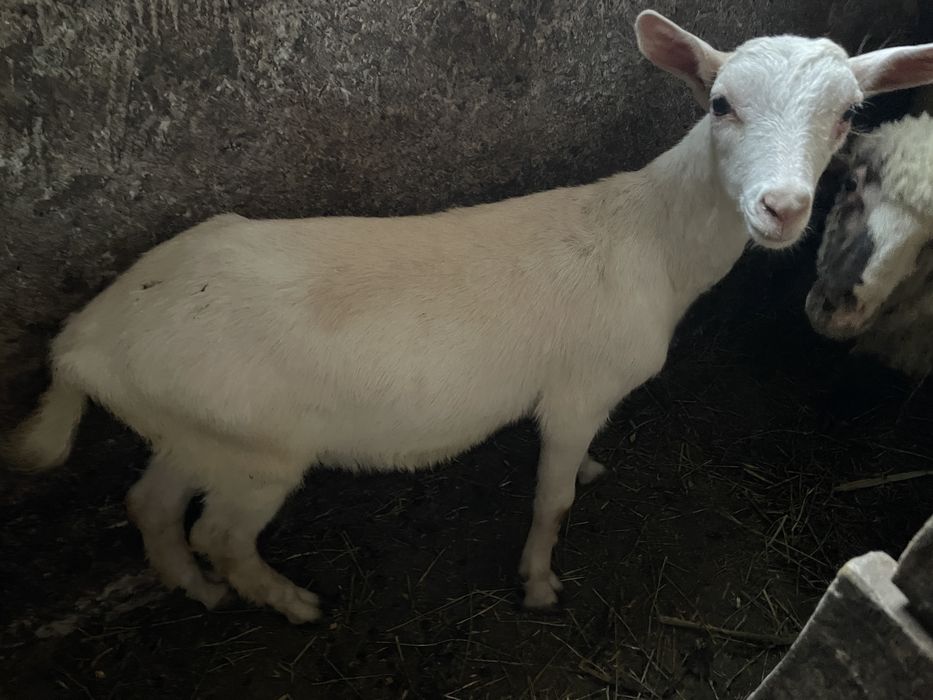 Vând țap și ieduță Saanen – fătați în martie