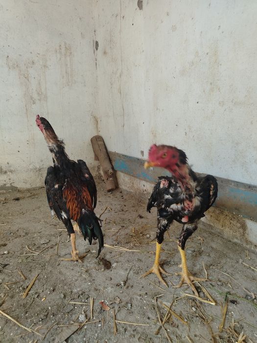 Dakang xo'rozla sotiladi