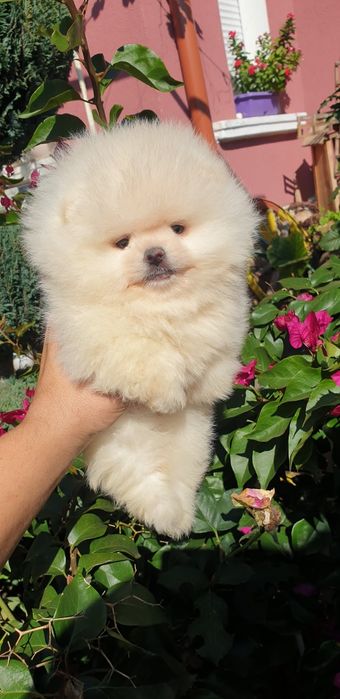 Померан мини померан