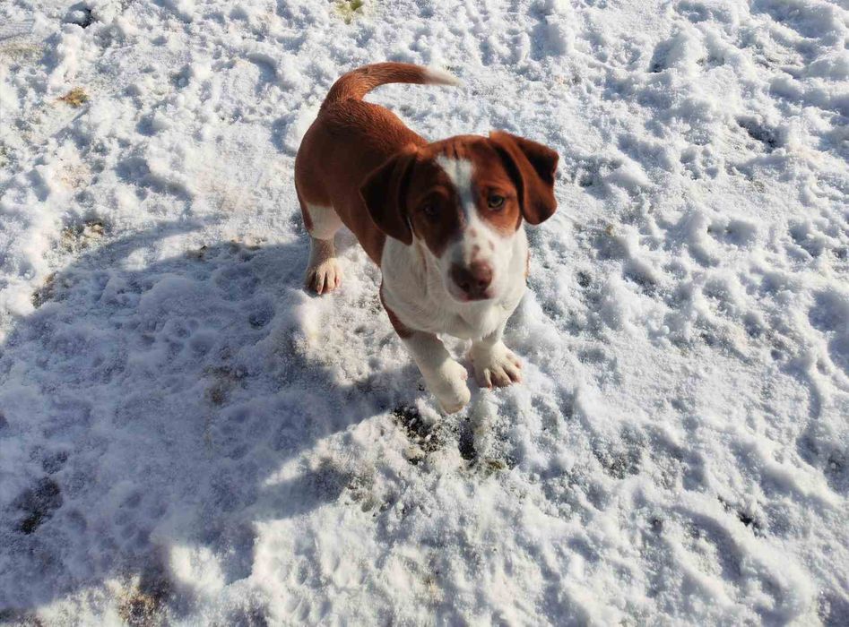 Кръстоска между джак ръсел и дакел