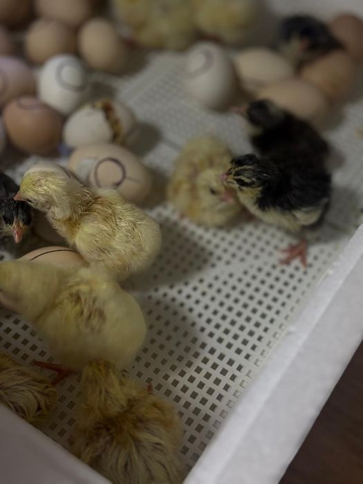 Цыплята Адлера и Пушкин