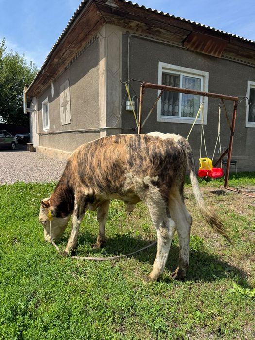 Продам Бычков годовалых