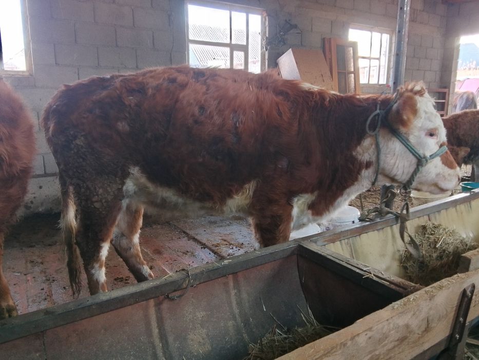 Құнажын сатылады