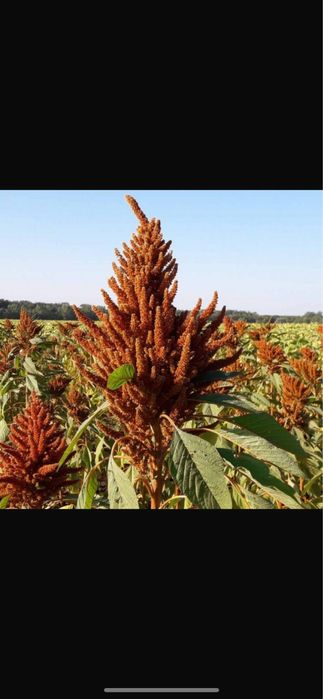 Семена амаранта  , сорт Харьковский и Гигант