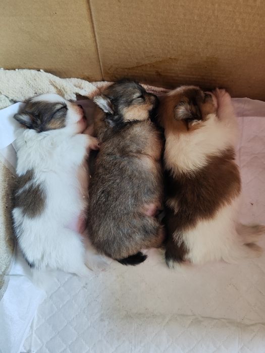 Щенки  немецкого шпица.