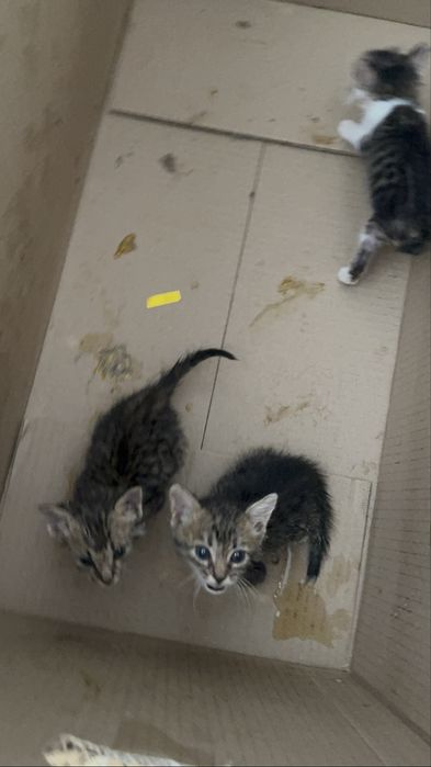 Котята в хорошие руки