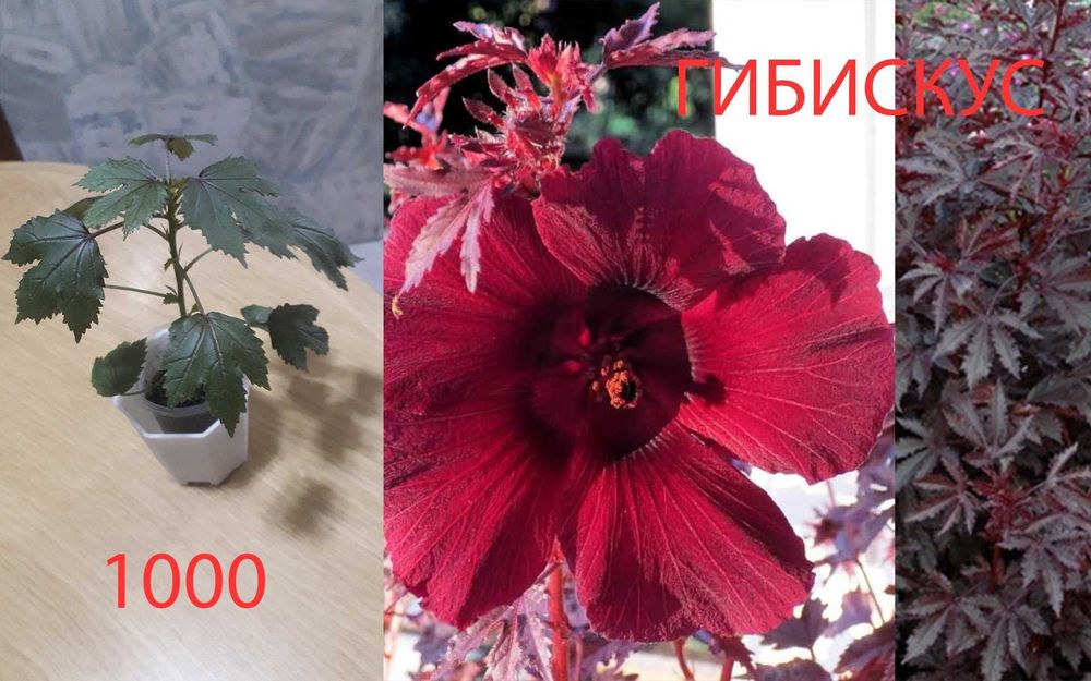 Цветочки  разные  продам