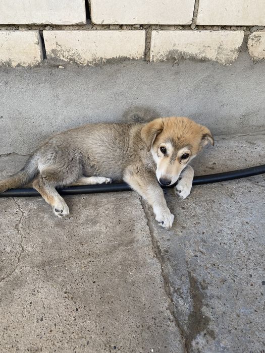 Даю щенка в добрые руки
