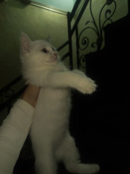 кошка в добрые руки