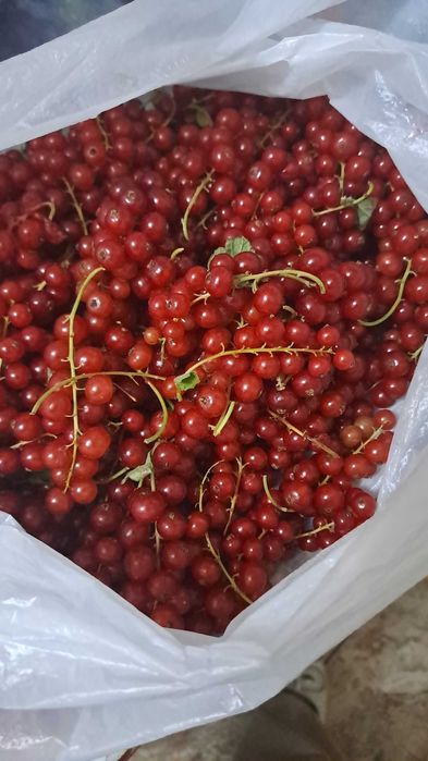 Vand coacaze rosii angro
