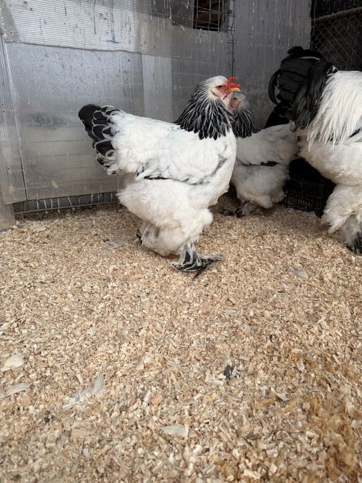 Preiau comenzi oua brahma