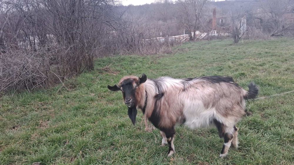 Продавам пърч на 2 години млад  160евр