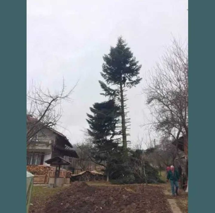 Рязане на опасни дървета и почистване на дворове