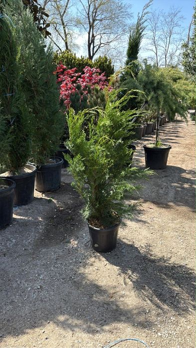 leylandii cupressus pentru gard viu 1 m