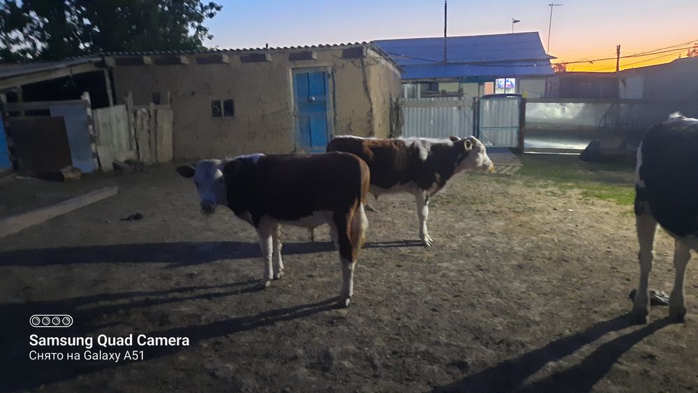 Сиыр жане бір жылдық баспактар сатылады