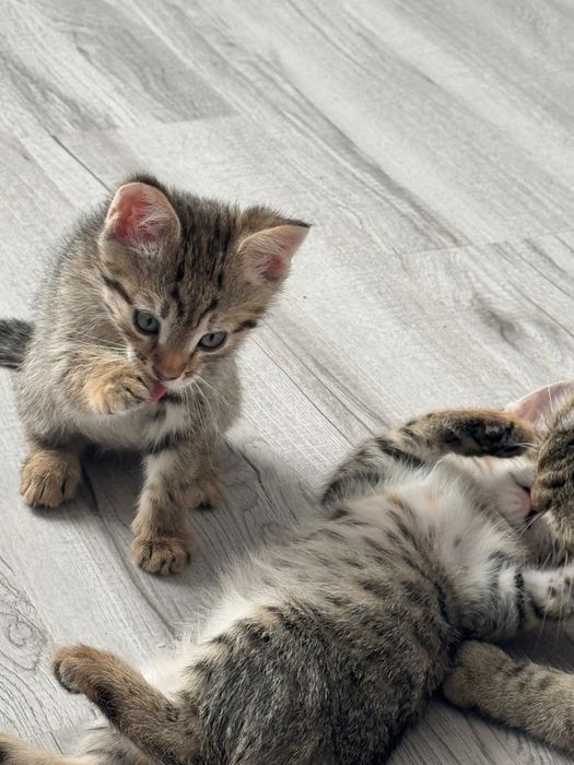 Котенок, девочка, 3 месяца