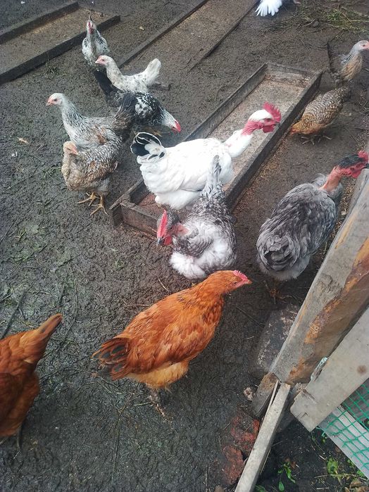 Продам гусей, курочек молодку