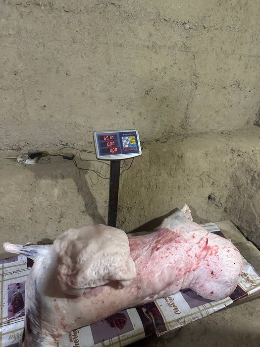 Кучкорлар бор суйиб етказиб берамиз