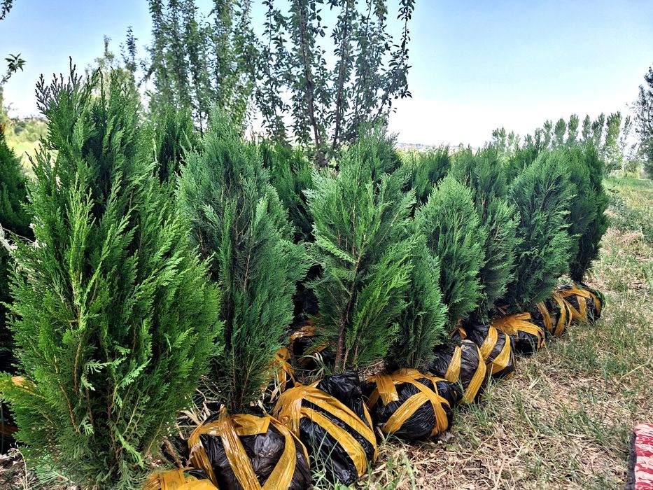 Арчалар. Сасна, можовелник, туя книжный