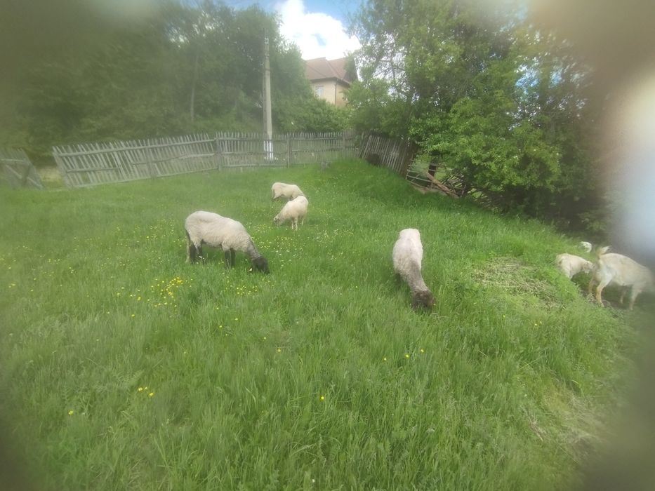 Oi carabase  sârbească
