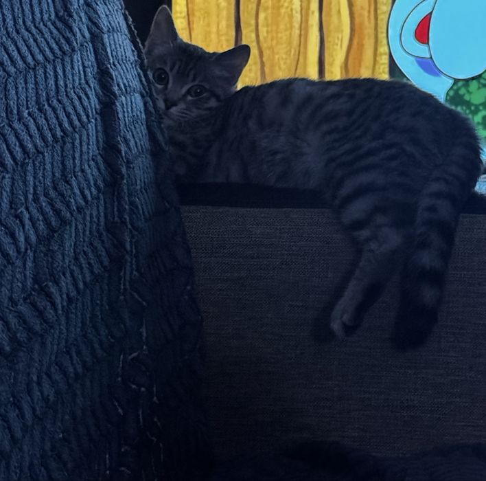 Отдам в добрые руки