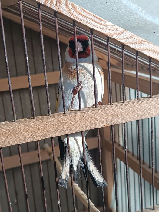 Kokil sotiladi mesni