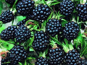 Разсад Смокини, Тайбери,Логанбери, Едра къпина без бодли ,