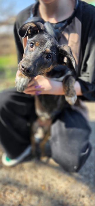 Щенки в поиске дома