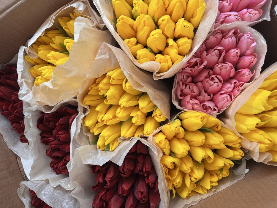 Тюльпаны пачками